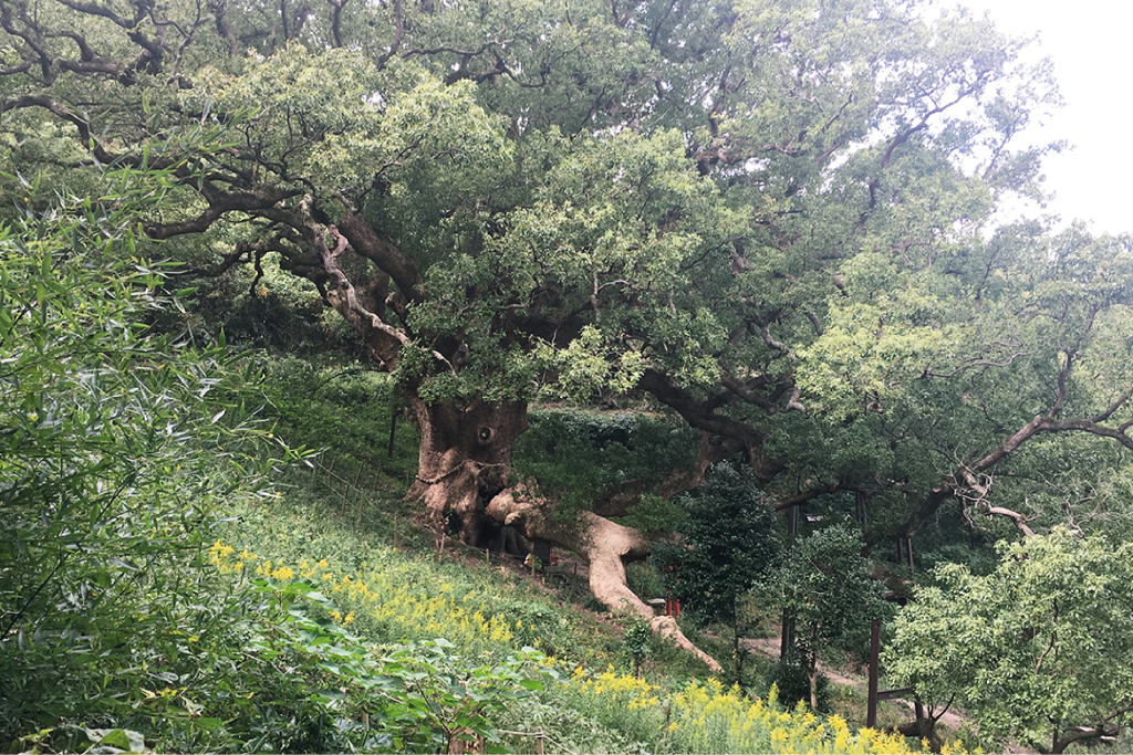 志志島上大楠樹的召喚